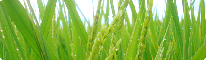 野口勘右衛門のお米イメージ画像