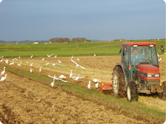 肥沃な土壌にはミミズ・昆虫が多くいます。それらを食べにシラサギが飛んできています。
